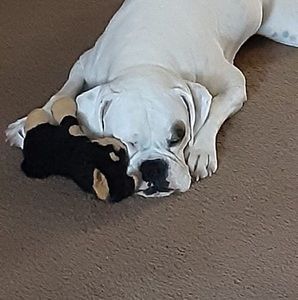 Meet your Posher, Guy